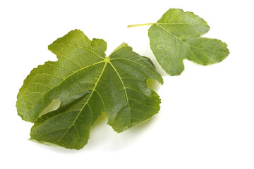 Obraz premium Two fig leaves