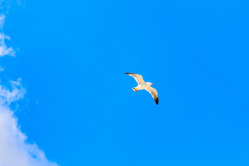 ウミネコの飛翔