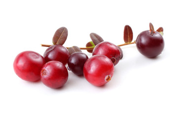 Cranberries and leaves