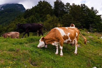Fototapeta na wymiar Cows grazing after the transhumance, Slovenia