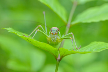 Grasshopper. Little grasshopper in grass