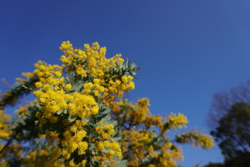 青空とミモザ