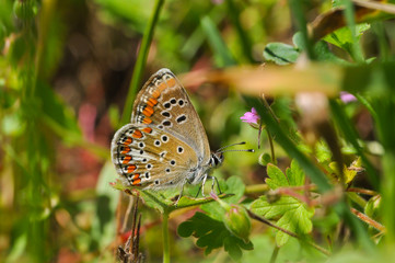 Aricia agestis, Brown Argus butterfly in nature. Common blue butterfly on wild flowers