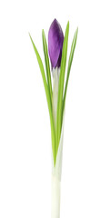 Fototapeta na wymiar Beautiful purple crocus flower isolated on white. Spring season