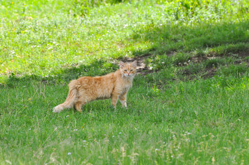 Portrait of beautiful yellow cat in the grass. Domestic cat outside