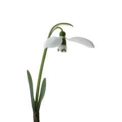 Obraz premium Beautiful snowdrop isolated on white. Spring flower