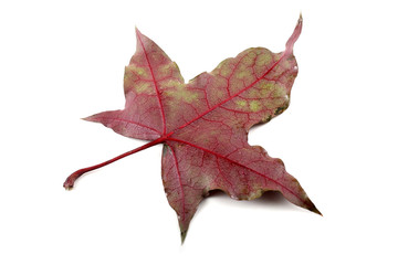 Dark autumn maple leaf