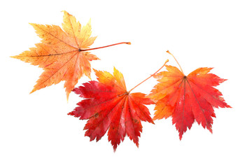 Fototapeta premium Autumn maple leaves