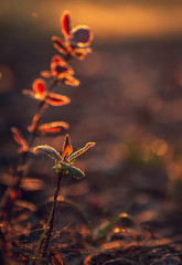 Nature beauty