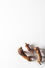 Brown Plastic Toy Lion on White Background