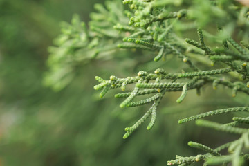 Close up green pine leaves background