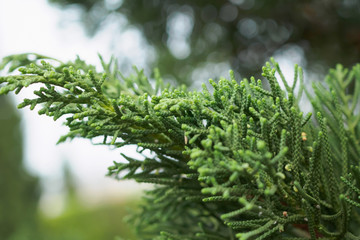 Close up green pine leaves background