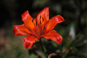 Red lily. Focus on stamens.