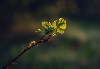 Nature beauty