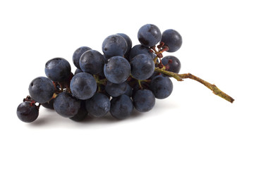 Black wine grape