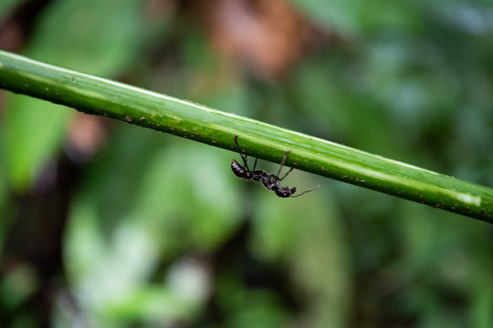 Large ant.