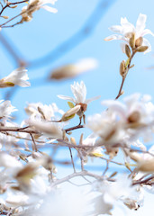 Magnolie 