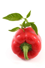 Red sweet pepper and leaves