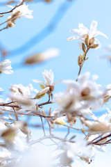 Kirschblüten Frühling