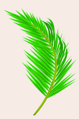 green palm leaf isolated on white background