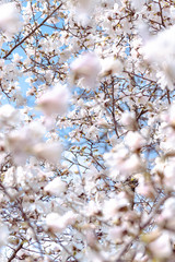 Blühende Magnolie weiß