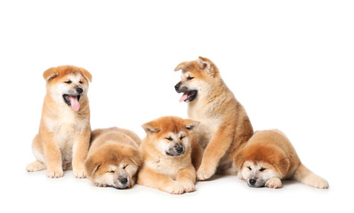 Cute Akita Inu puppies on white background. Baby animals