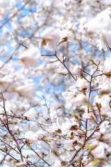 Blühende Magnolie weiß