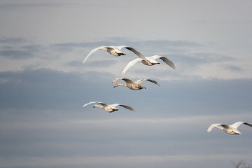  group of white swans flies close together v