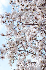 Blühende Magnolie weiß