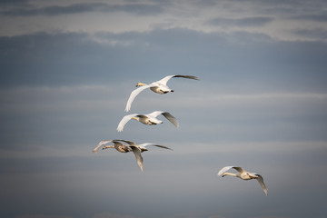  group of white swans flies close together v