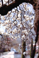 Magnolie weiß 