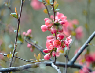 Blühende Blume 