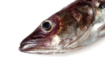 Alaska pollock