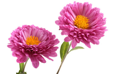 Two chrysanthemum flowers