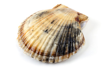 Scallop