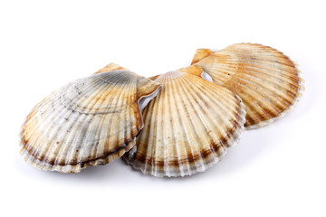 Three scallops