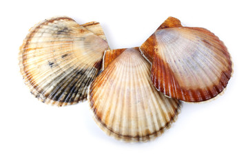 Three scallops