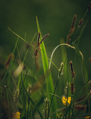 Nature beauty