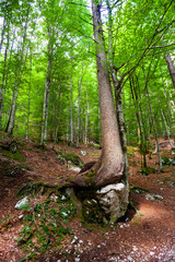 Trees in the Slovenian forest