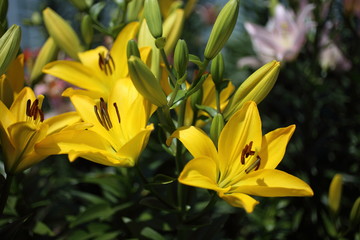 Yellow lilies