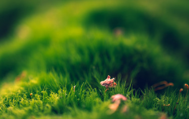 Nature beauty