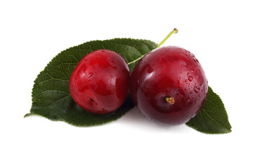 Two plums on leaves