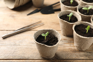 Young seedlings in peat pots on wooden table