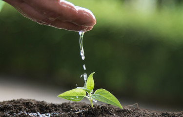 hand pouring water to little plant in the ground, ecology concept