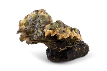 Oysters on stone © Alex Coan