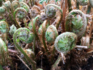 Braun's holly fern (Polystichum braunii)