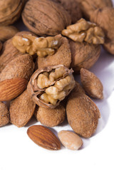 walnuts and hazelnuts isolated on white