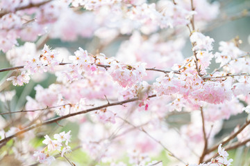 満開の河津桜と逆光と青空