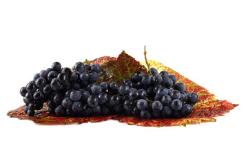 Black wine grape on autumn leaves