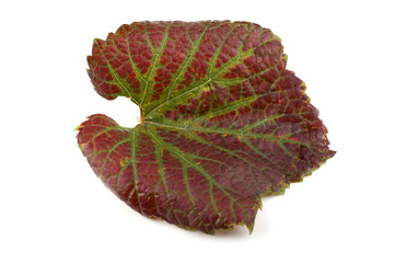 Red autumn grape leaf